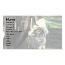 Musk Ox Business Card Templates