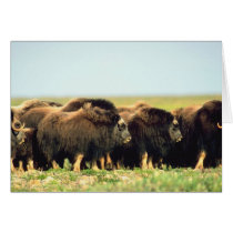 Musk Ox cards