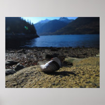 Mussel Shell Model Posters
