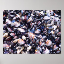 Mussel  Shells Posters