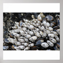 Mussels Print
