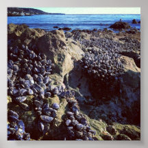 Mussels Poster