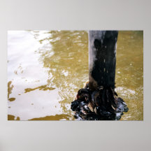Mussels Posters