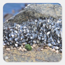 Mussels Stickers