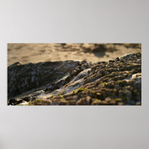 Mussels Sunset Posters