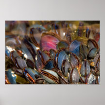 Mussels Under the Ocean Posters
