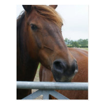 Mustang at Fence Postcard 