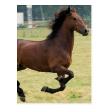 Mustang Galloping Postcard