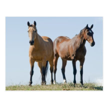 Mustang Horse Pair Postcard