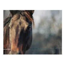 Mustang Horse Postcard