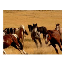 Mustangs Post Card