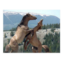 Mustangs Postcard