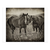Muzzle Snuggle Postcard