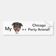 My Diva is a Chicago Party Animal Bumper Stickers