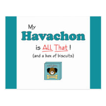 My Havachon is All That! Postcard