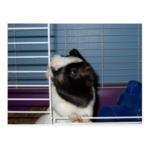 My Pet Postcard