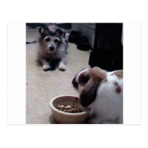 My pets post cards