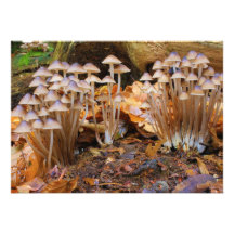 Mycena Inclinata Clustered Bonnet Mushroom Fungi Custom Announcements
