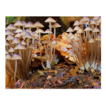 Mycena Inclinata Clustered Bonnet Mushroom Fungi Post Card