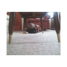 MyPuppy Gallery Wrap Canvas