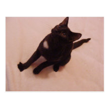 mystery cat postcard