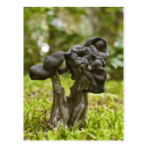 Mystical Mushrooms Post Card