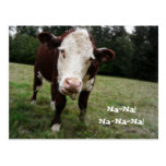 Na Na! Funny Cow Sticks Out Tongue Post Cards