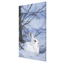 NA, USA, Alaska. Arctic National Wildlife Canvas Print