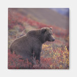 NA, USA, Alaska, Denali NP. A female grizzly Fridge Magnet