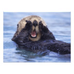 NA, USA, Alaska. Sea otters are the largest Photo Print