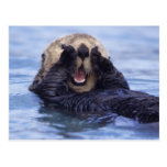 NA, USA, Alaska. Sea otters are the largest Post Card