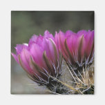 NA, USA, Arizona, Sonoran Desert. Hedgehog Refrigerator Magnets