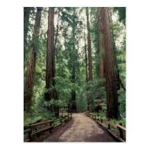 NA, USA, California, Marin County, Muir Woods Post Card