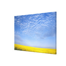 Na, USA, ID, Grangeville, Field of Canola Crop Canvas Prints