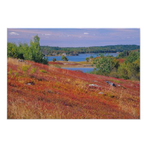 NA, USA, Maine. Blueberry Barrens. Photograph