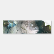 Nandopsis haitiensis bumper sticker