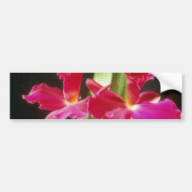 Naokazu 'Fire Ball' (Potinara) flowers Bumper Stickers