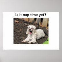 Nap time dog poster