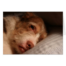 Napping Card