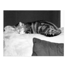Naptime for Indigo Postcards