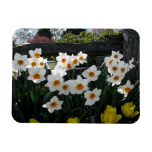 Narcissus and Wooden Fence Vinyl Magnet
