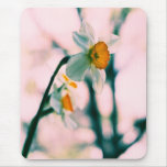 Narcissus Flowers - gentle white and yellow photog Mousepads