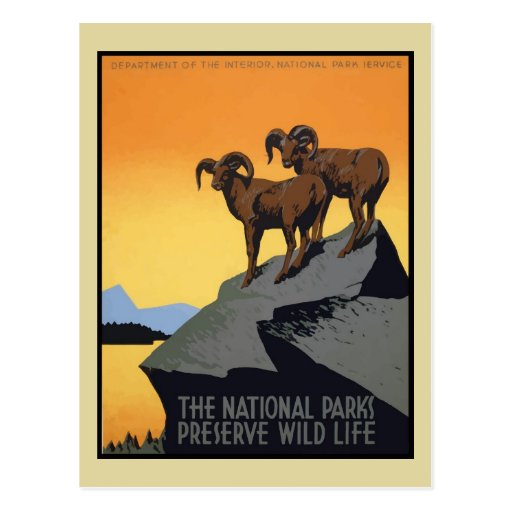 National Parks Preserve Wild Life Postcard