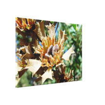 Native seed pods on dead bush gallery wrapped canvas