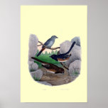 Natural History Birds Cat Bird Towhee Bunting Print