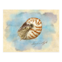 Natural History Nautilus Postcards