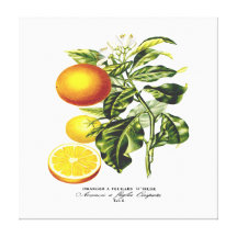 Natural History of Orange Tab 6 Gallery Wrap Canvas