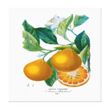 Natural History of Orange Tab 7 Gallery Wrapped Canvas
