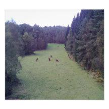 Nature and Cow Photographic Print