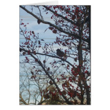 Nature/Birds Lover Card